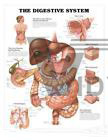 Digestive System Medical Laminated Wall Chart